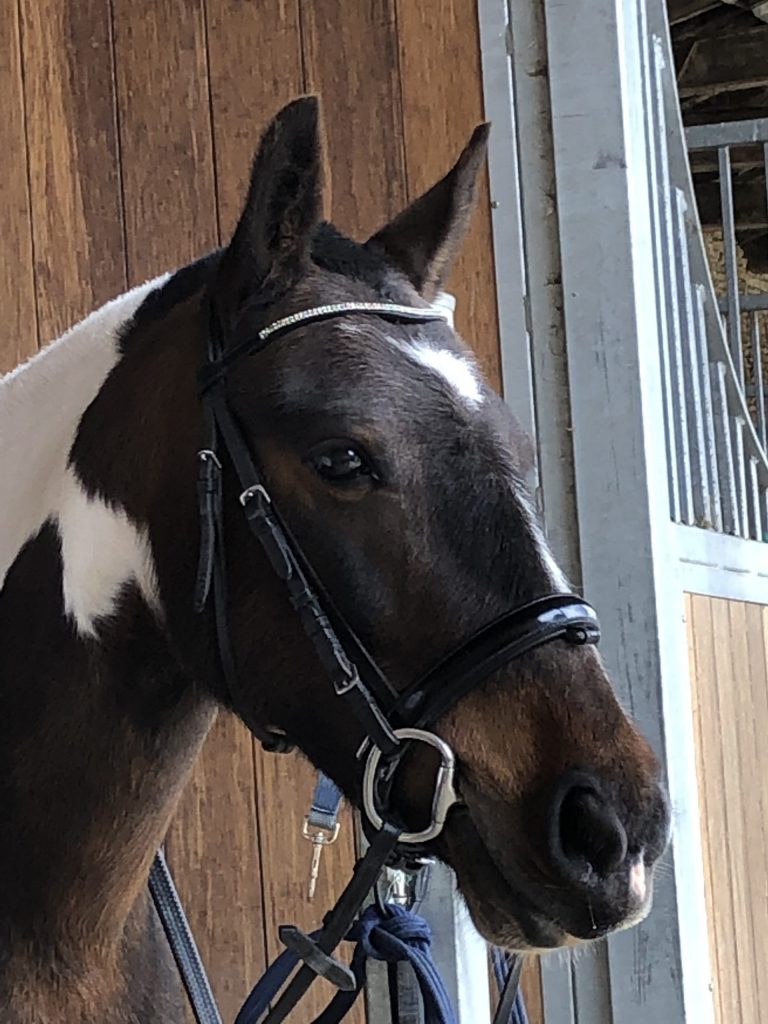 Brooke cob jument saut obstacles EquiEnglish Vienne
