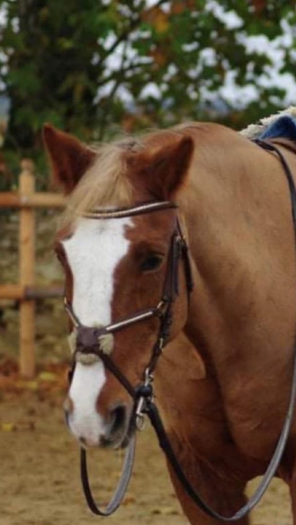 horse_buster (2)