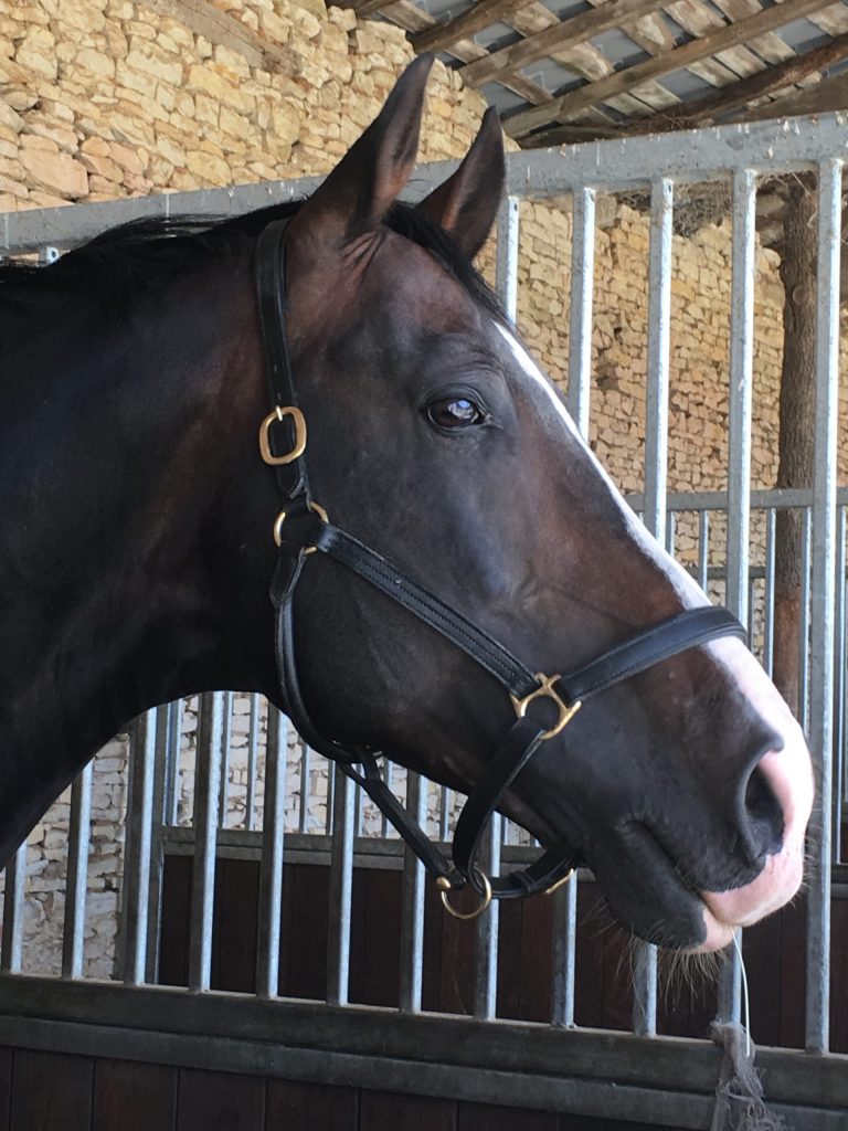 Jack étalon KWPN séjour équitation EquiEnglish Vienne