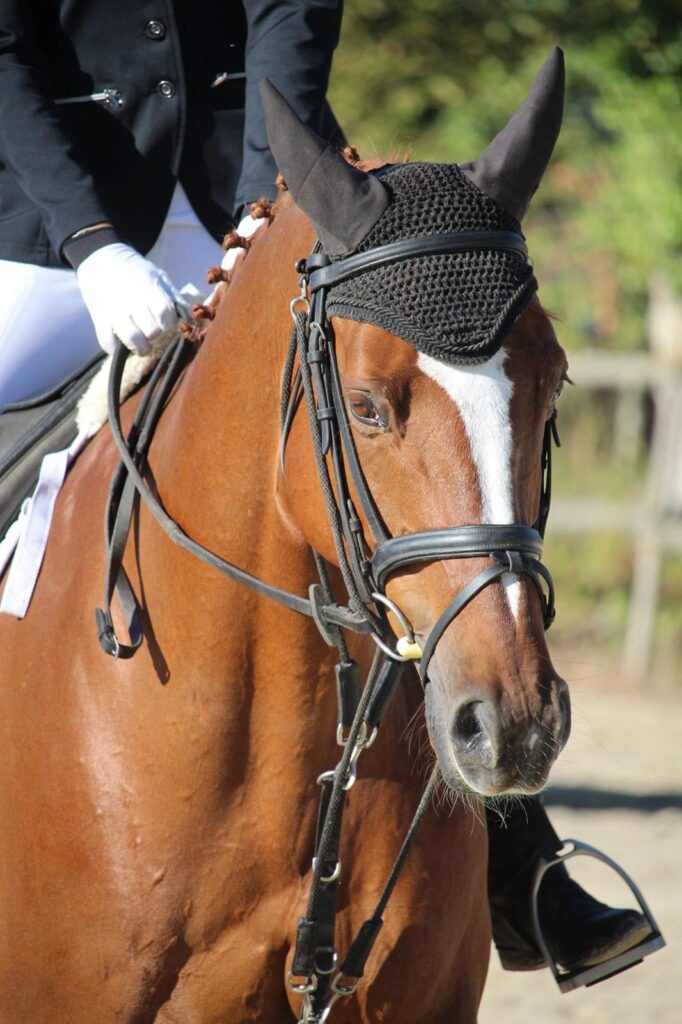 Archie concours complet séjour équitation Vienne