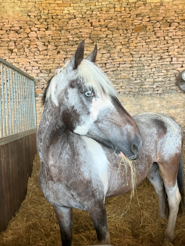 Zulu cob léger confiance cavaliers EquiEnglish Vienne