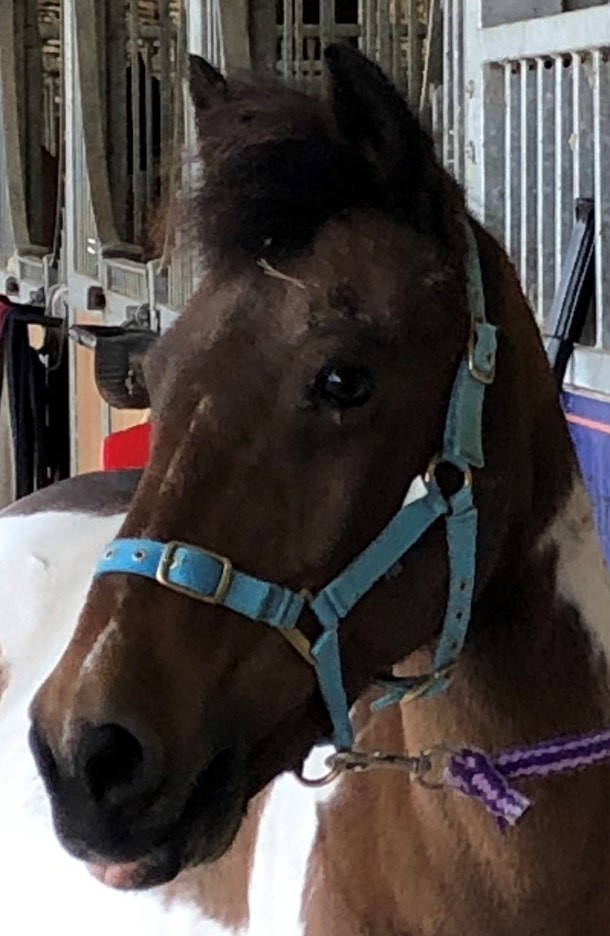 Jamie Horse