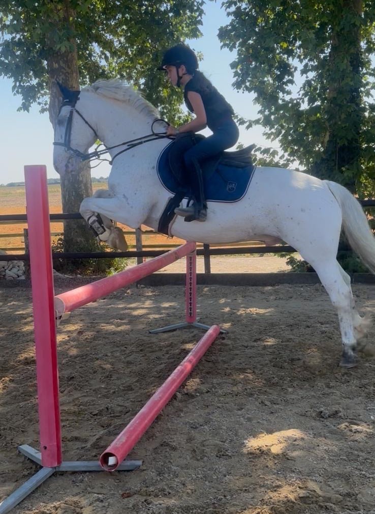 Shrek poney sport saut obstacles EquiEnglish