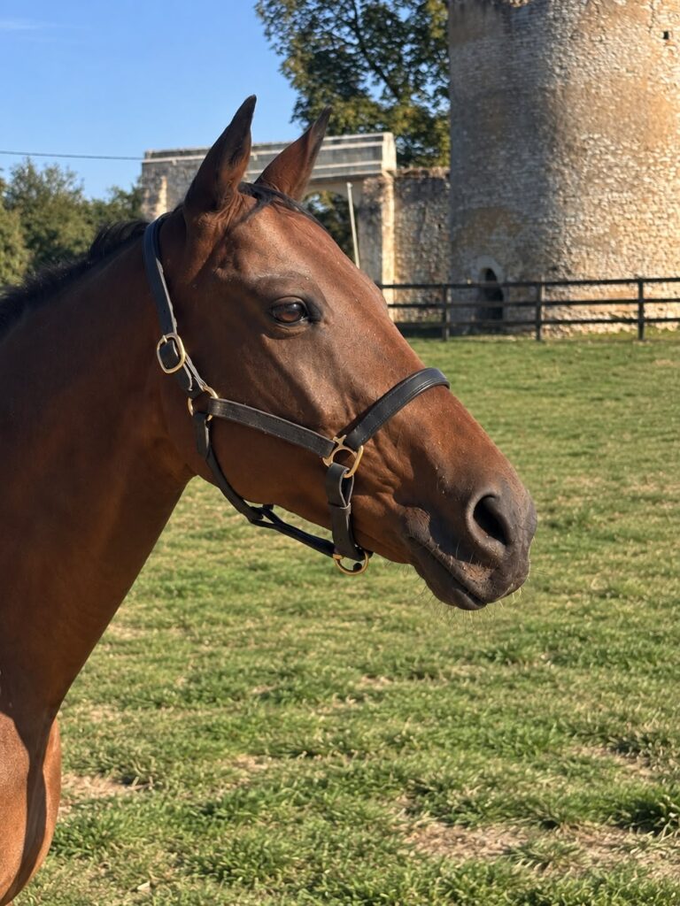 Annie, cheval EquiEnglish (Dressage & CSO, 155 cm)