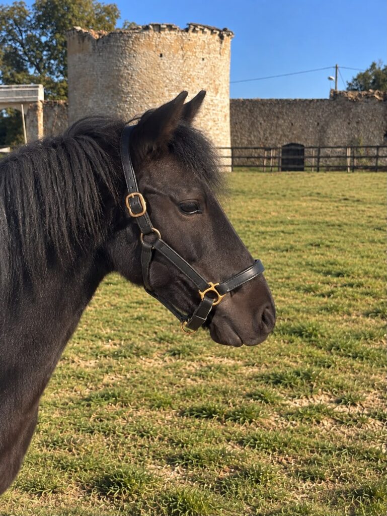 Badger, poney EquiEnglish (Confiance, 128 cm)