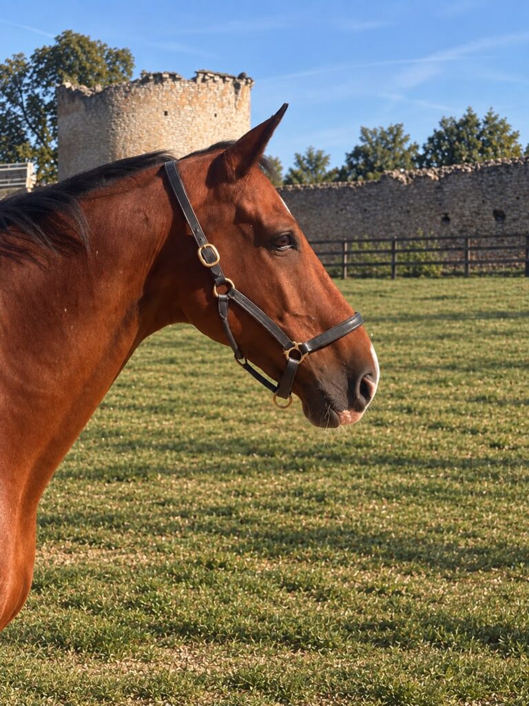 George, cheval EquiEnglish (Dressage & CSO, 170 cm)