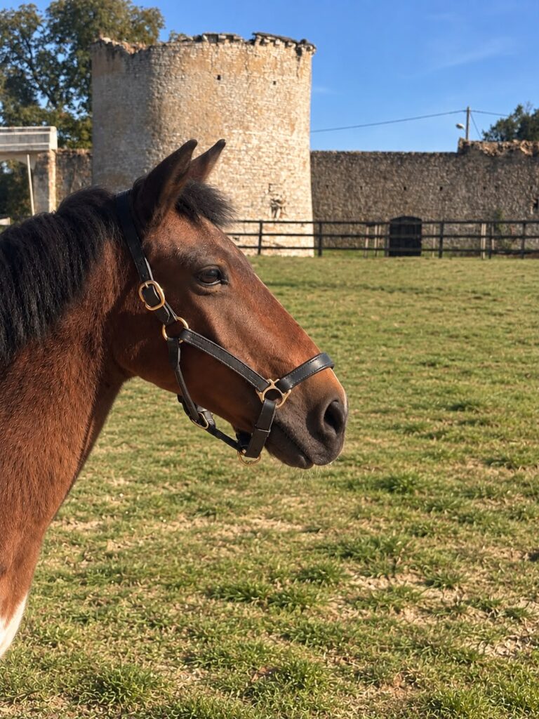 Jamie, poney EquiEnglish (Polyvalent, 133 cm)