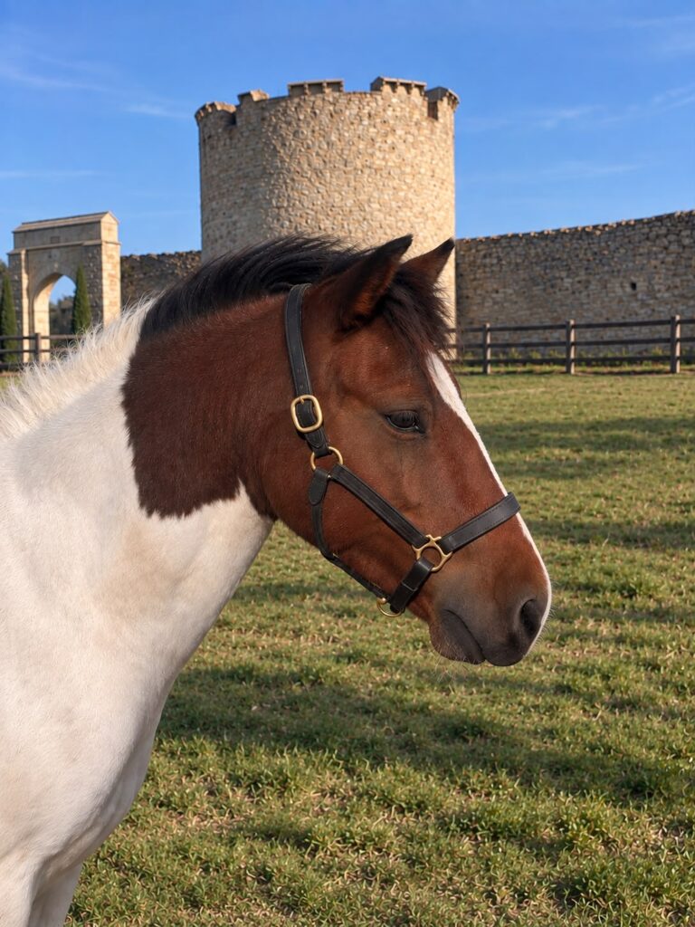 Jimmy, poney EquiEnglish (Polyvalent, 145 cm)