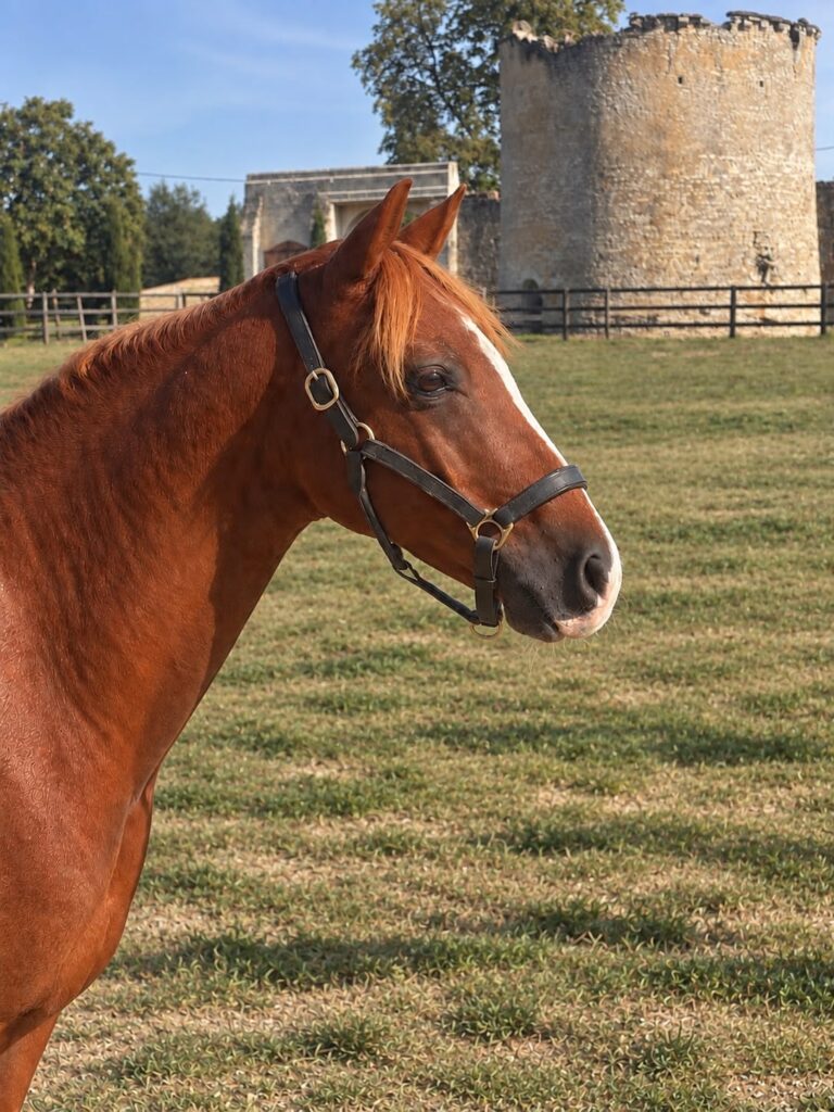 Rory, poney EquiEnglish (Dressage, 148 cm)