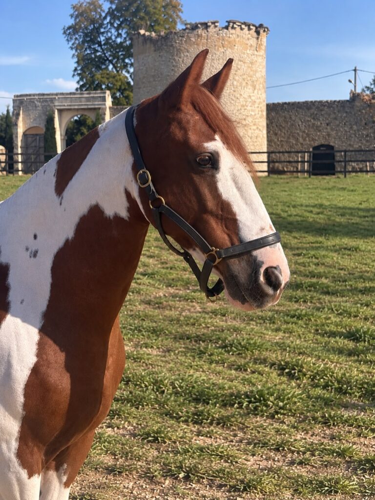 Rubix, cheval EquiEnglish (Polyvalent, 158 cm)