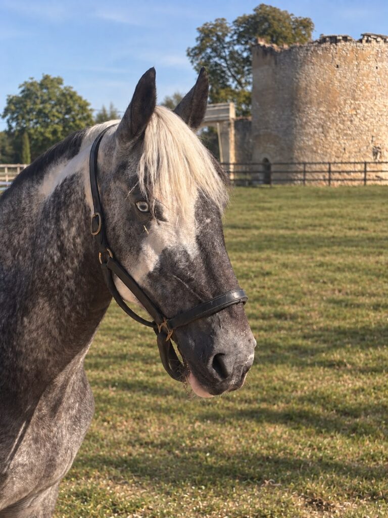 Zulu, cheval EquiEnglish (Dressage & CSO, 158 cm)