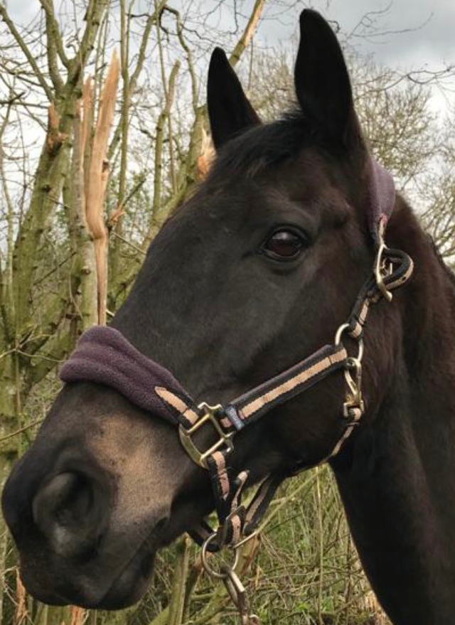 Benson pur-sang ex-course séjour cheval Vienne