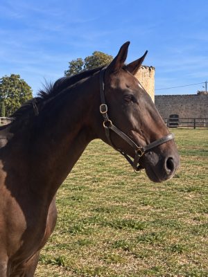 Albert, cheval EquiEnglish (CSO & Dressage, 178 cm)
