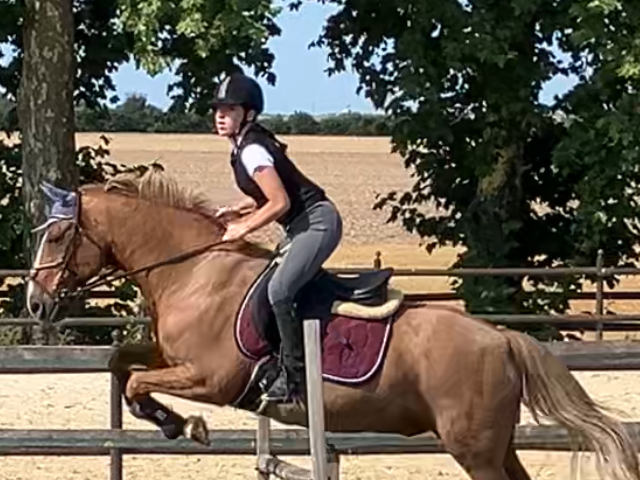 Saut d'obstacles avec le cheval Buster