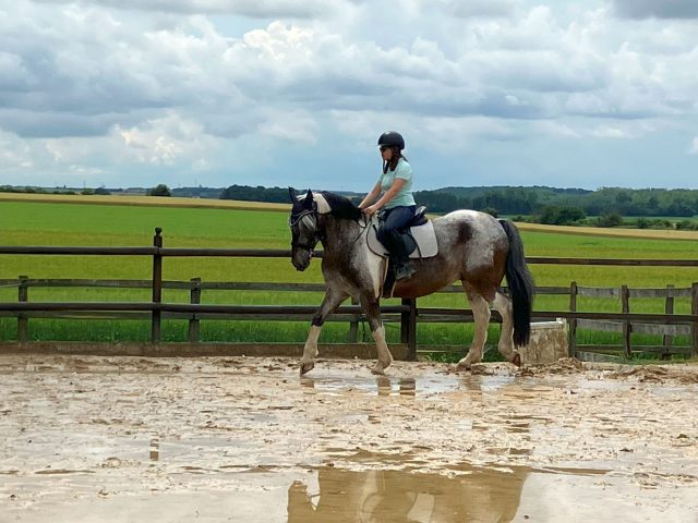 Le cheval Zulu sous la pluie